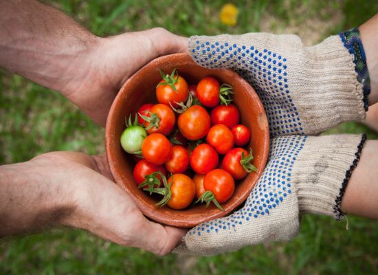 organic food