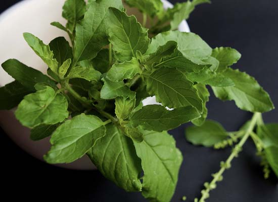 Tulsi leaves