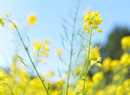 Canola Oil