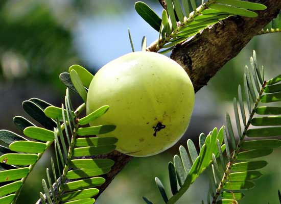 Amla