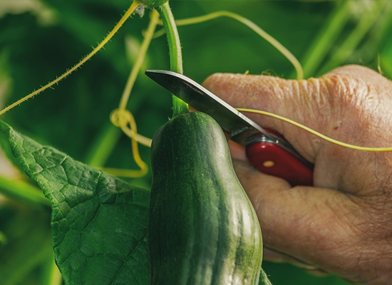 Cucumbers