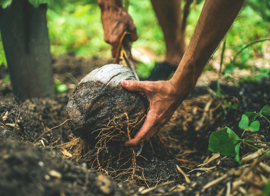 organic farms