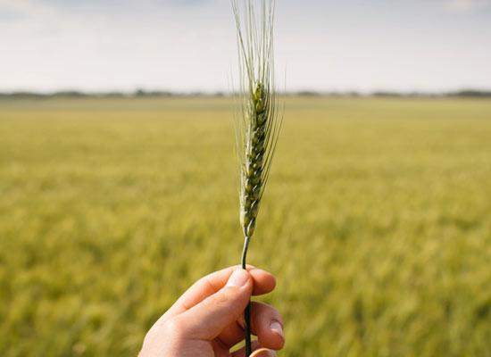 wheat flour