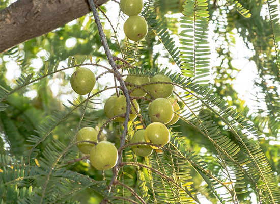 Amla