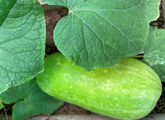 ash gourd