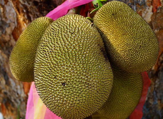 jackfruit